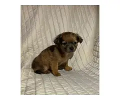 5 long-coat Chihuahua puppies for sale - 8