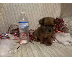 5 long-coat Chihuahua puppies for sale - 9