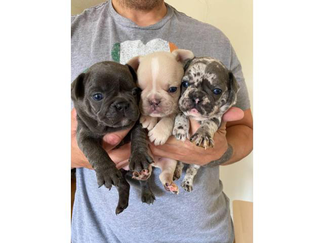 AKC French Bulldog puppies in West Palm Beach, Florida ...