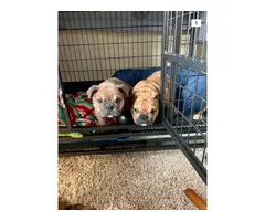2 AKC Male English Bulldog puppies for sale