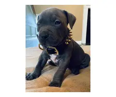 4 American Bully puppies available