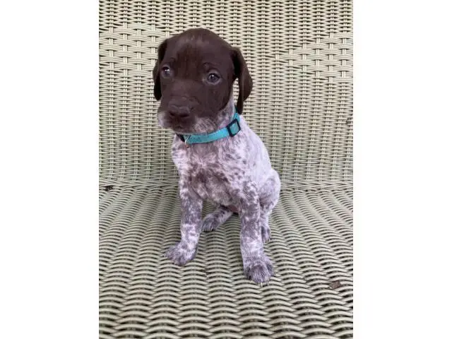 2 AKC German shorthair pointer puppies for sale - 1/10