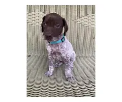 2 AKC German shorthair pointer puppies for sale - 1