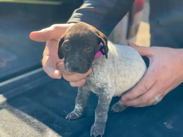 2 AKC German shorthair pointer puppies for sale - 3/10
