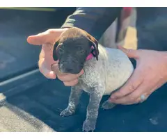 2 AKC German shorthair pointer puppies for sale - 3
