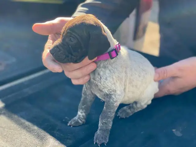 2 AKC German shorthair pointer puppies for sale - 4/10