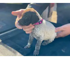2 AKC German shorthair pointer puppies for sale - 4