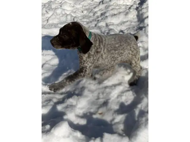 2 AKC German shorthair pointer puppies for sale - 6/10