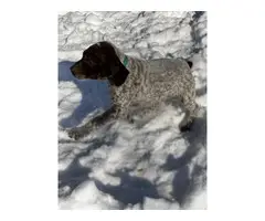 2 AKC German shorthair pointer puppies for sale - 6