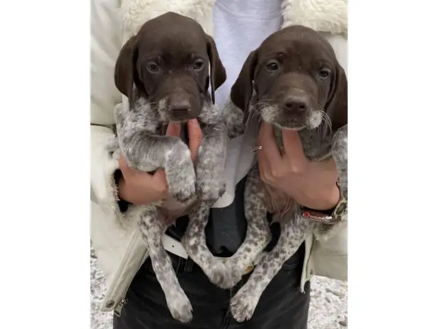 2 AKC German shorthair pointer puppies for sale - 10/10