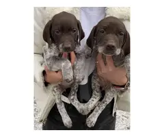 2 AKC German shorthair pointer puppies for sale - 10