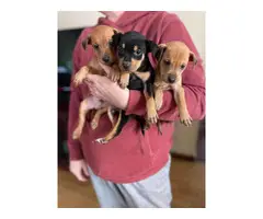 4 Miniature pincher babies available