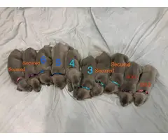 4 AKC Weimaraner puppies left - 2