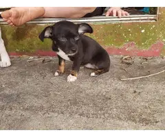 3 Chihuahua puppies looking for great home - 3