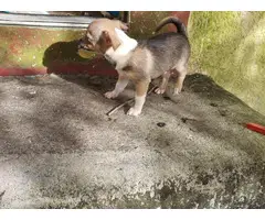 3 Chihuahua puppies looking for great home - 4