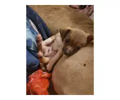 3 Chihuahua puppies looking for great home - 5