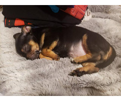 3 Chihuahua puppies looking for great home