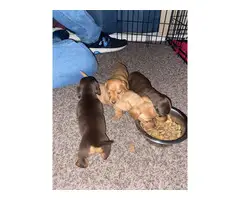 4 female Mini Dachshund puppies