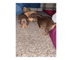 4 female Mini Dachshund puppies - 2