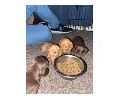 4 female Mini Dachshund puppies - 3