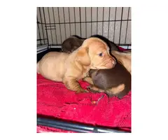 4 female Mini Dachshund puppies - 4