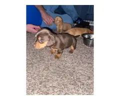 4 female Mini Dachshund puppies - 6