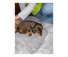 4 female Mini Dachshund puppies - 10
