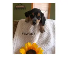 5 Blue tick Short-legged beagle puppies - 5