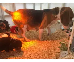 5 Blue tick Short-legged beagle puppies - 6