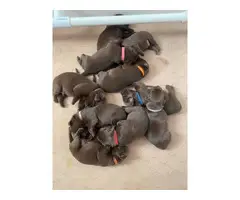 Litter of 10 AKC Chocolate Lab Puppies