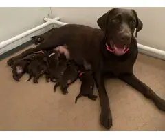 Litter of 10 AKC Chocolate Lab Puppies - 4