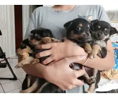 5 black and tan chihuahua puppies - 1