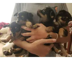 5 black and tan chihuahua puppies - 2