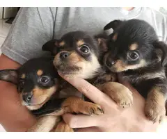 5 black and tan chihuahua puppies - 3