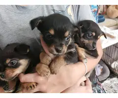 5 black and tan chihuahua puppies - 4