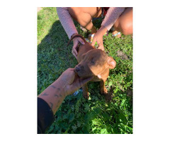 Red nose pitbull puppies fullblooded