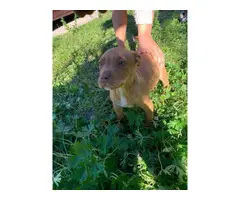 Red nose pitbull puppies fullblooded - 6