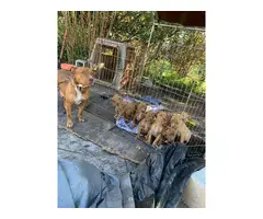 Red nose pitbull puppies fullblooded - 9