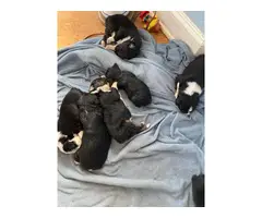 AKC black tri Aussie puppies for sale - 2