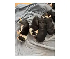 AKC black tri Aussie puppies for sale - 3