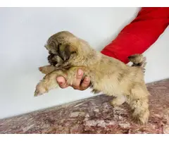 9 weeks old Shihtzu puppy - 1