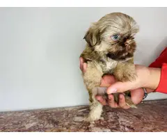 9 weeks old Shihtzu puppy - 2