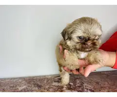 9 weeks old Shihtzu puppy - 3