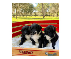 5 Bernese Poodle puppies for sale