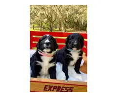 5 Bernese Poodle puppies for sale - 2