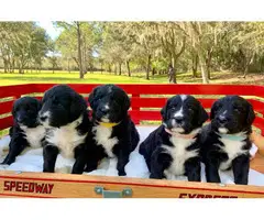 5 Bernese Poodle puppies for sale - 3