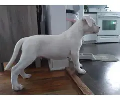 3 Dogo Argentino puppies for sale - 2