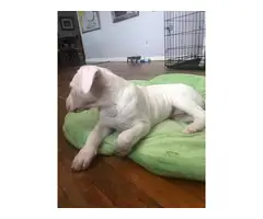 3 Dogo Argentino puppies for sale - 3