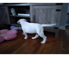 3 Dogo Argentino puppies for sale