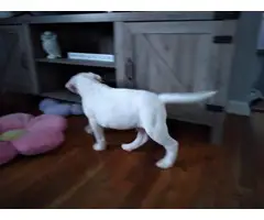 3 Dogo Argentino puppies for sale - 4